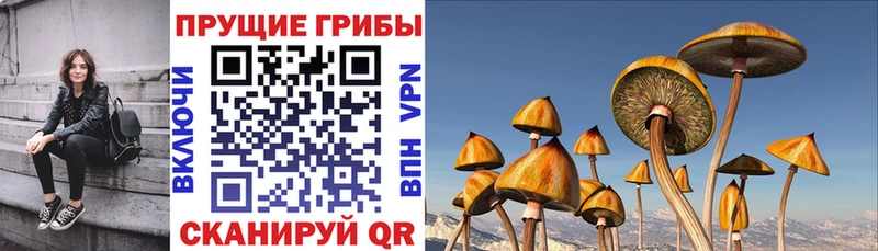 сайты даркнета как зайти  Тюкалинск  Псилоцибиновые грибы прущие грибы 